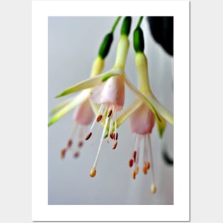 White Fuchsia Hawkshead Summer Flower Posters and Art